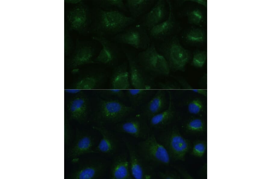 Immunofluorescence - Anti-COPG2 Antibody (A87788) - Antibodies.com