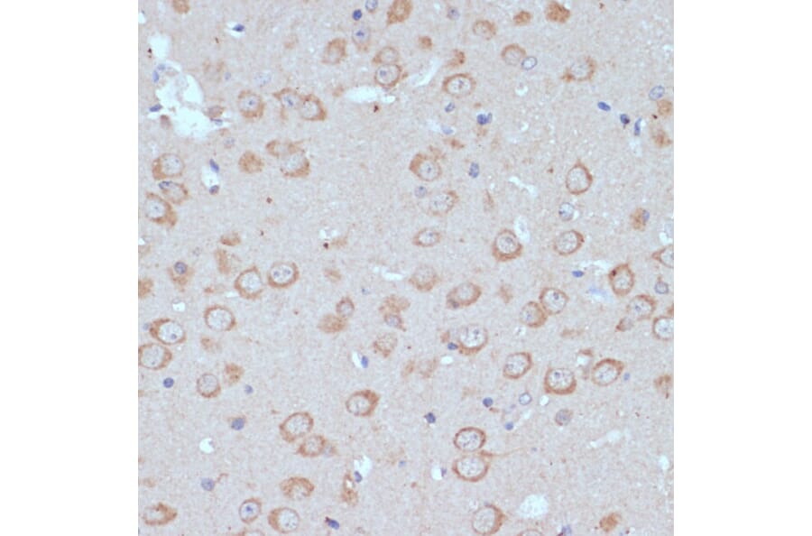 Immunohistochemistry - Anti-COPG2 Antibody (A87789) - Antibodies.com