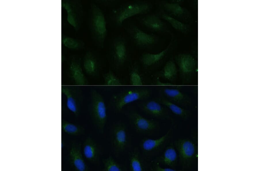 Immunofluorescence - Anti-COPG2 Antibody (A87789) - Antibodies.com
