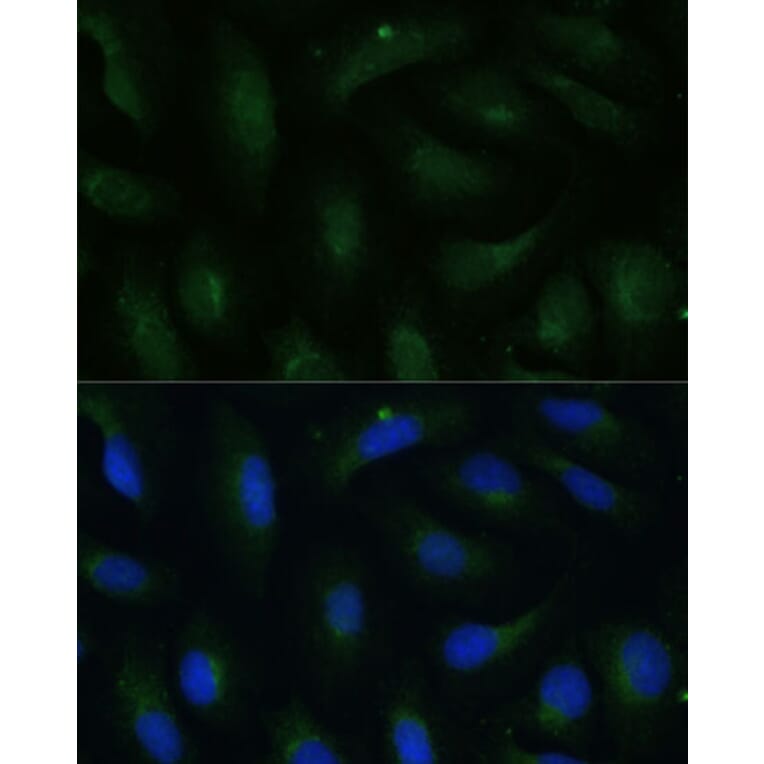 Immunofluorescence - Anti-COPG2 Antibody (A87789) - Antibodies.com