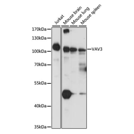 Western Blot - Anti-VAV3 Antibody (A87790) - Antibodies.com