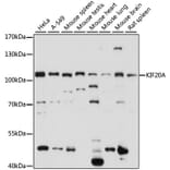 Western Blot - Anti-KIF20A Antibody (A87791) - Antibodies.com