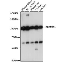 Western Blot - Anti-ADAMTS1 Antibody (A87793) - Antibodies.com