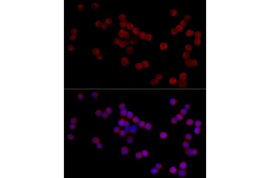 Immunofluorescence - Anti-ADAMTS1 Antibody (A87793) - Antibodies.com