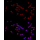 Immunofluorescence - Anti-ADAMTS1 Antibody (A87793) - Antibodies.com