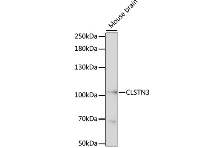 Western Blot - Anti-CLSTN3 Antibody (A87794) - Antibodies.com