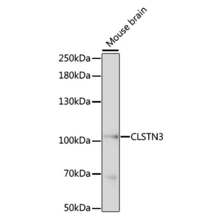 Western Blot - Anti-CLSTN3 Antibody (A87794) - Antibodies.com