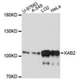Western Blot - Anti-XAB2 Antibody (A13796) - Antibodies.com