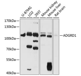 Western Blot - Anti-GPR133 Antibody (A87796) - Antibodies.com