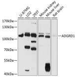 Western Blot - Anti-GPR133 Antibody (A87796) - Antibodies.com