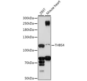 Western Blot - Anti-THBS4 Antibody (A87798) - Antibodies.com