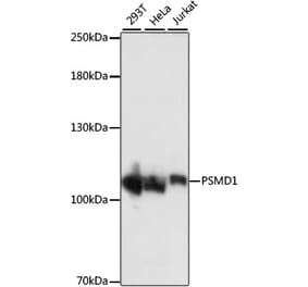 Western Blot - Anti-PSMD1 Antibody (A87799) - Antibodies.com