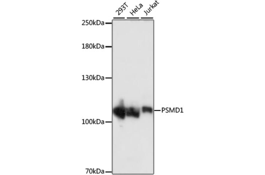 Western Blot - Anti-PSMD1 Antibody (A87799) - Antibodies.com