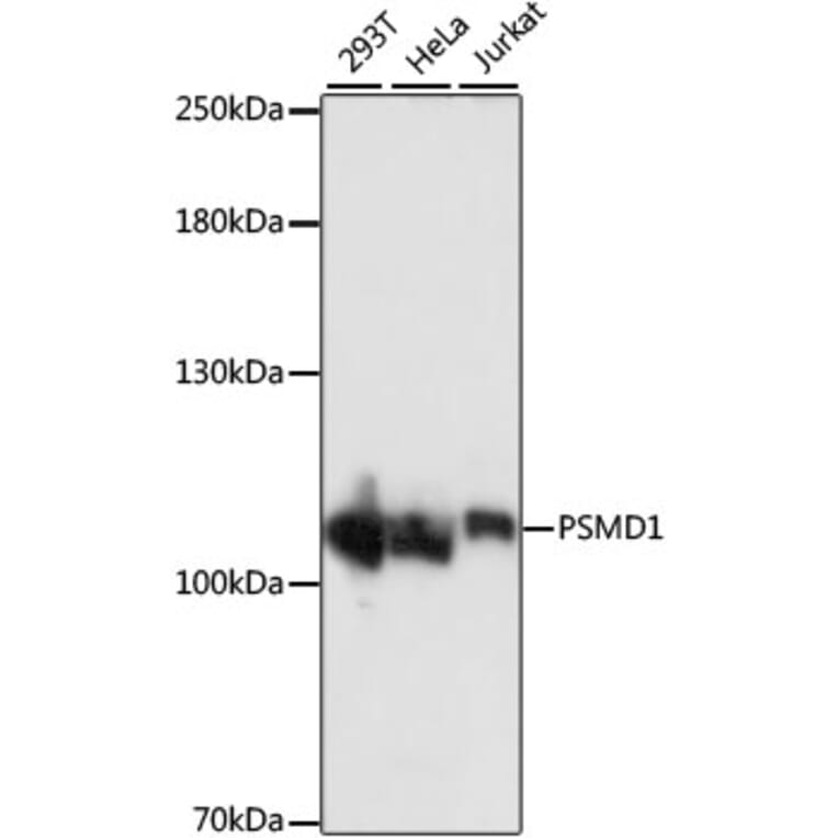 Western Blot - Anti-PSMD1 Antibody (A87799) - Antibodies.com