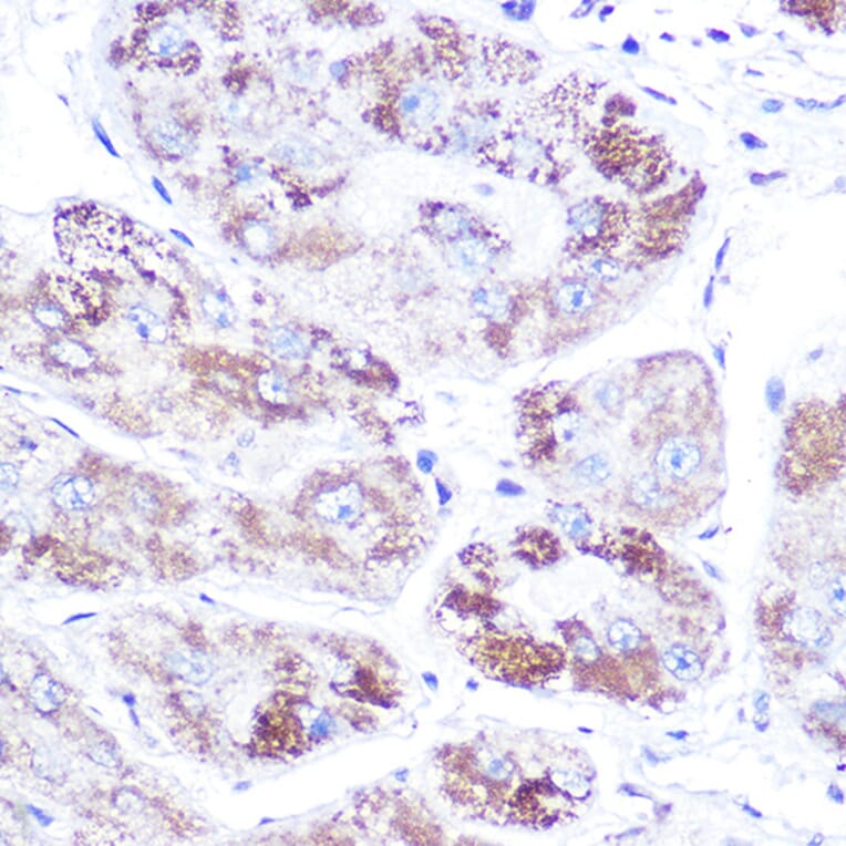 Immunohistochemistry - Anti-Mineralocorticoid Receptor Antibody (A87802) - Antibodies.com