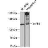 Western Blot - Anti-SAFB2 Antibody (A12550) - Antibodies.com