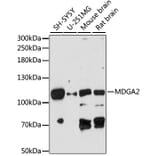 Western Blot - Anti-MDGA2 Antibody (A87805) - Antibodies.com