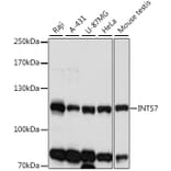 Western Blot - Anti-INTS7 Antibody (A87806) - Antibodies.com