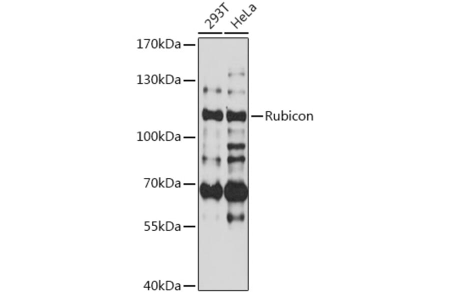 Western Blot - Anti-Rubicon/Baron Antibody (A87807) - Antibodies.com