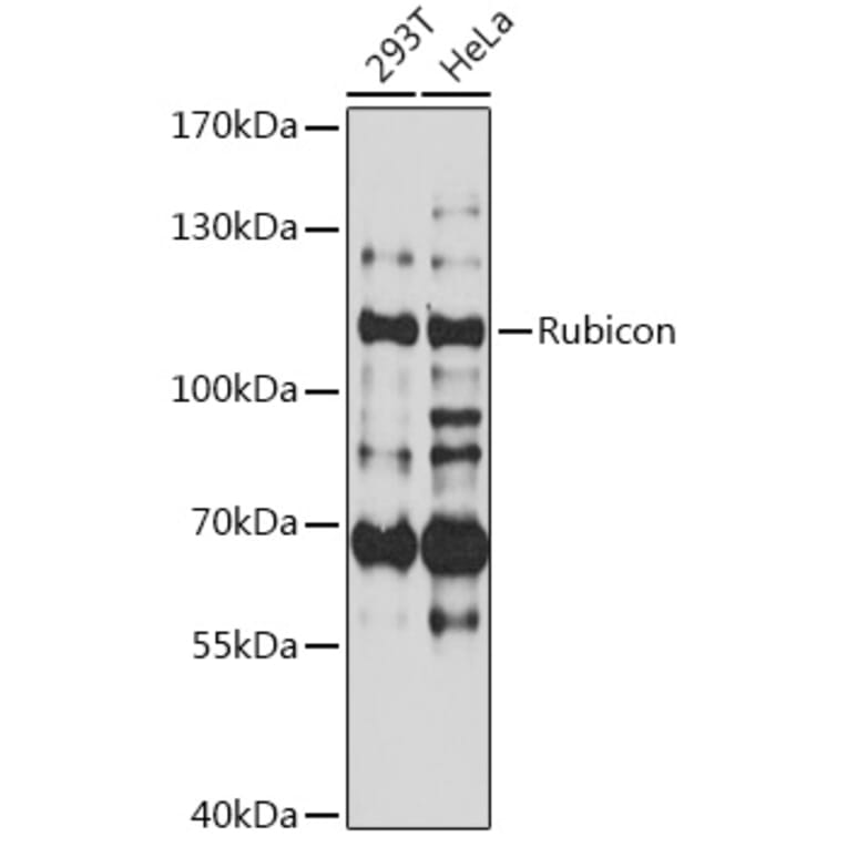 Western Blot - Anti-Rubicon/Baron Antibody (A87807) - Antibodies.com