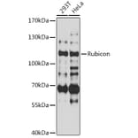 Western Blot - Anti-Rubicon/Baron Antibody (A87807) - Antibodies.com