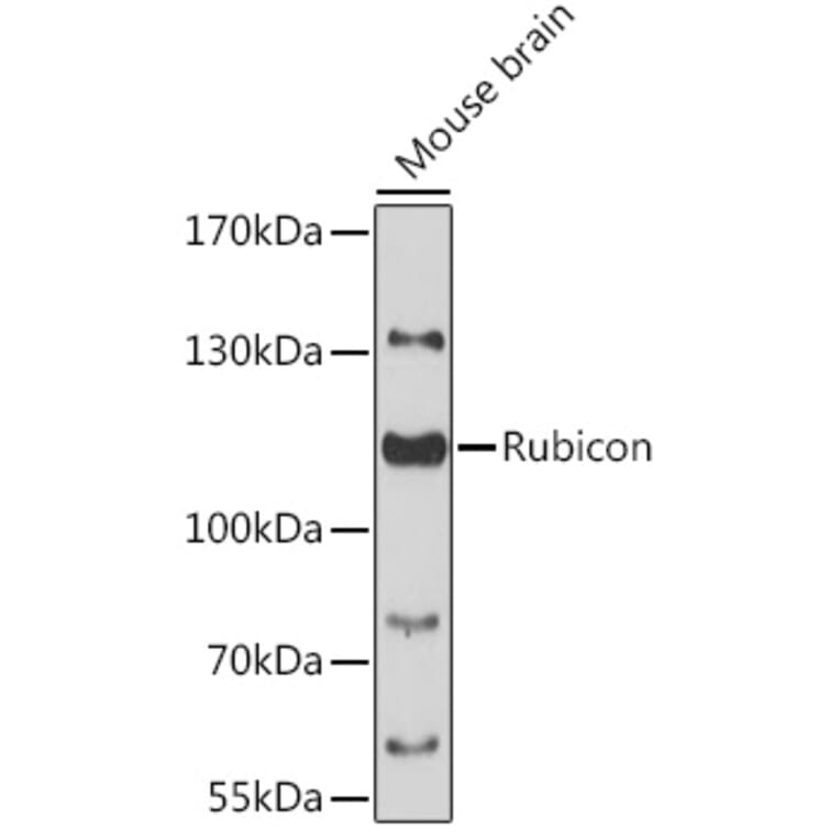 Western Blot - Anti-Rubicon/Baron Antibody (A87808) - Antibodies.com