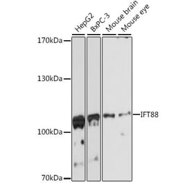 Western Blot - Anti-IFT88 Antibody (A87810) - Antibodies.com