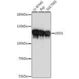 Western Blot - Anti-USO1 Antibody (A87812) - Antibodies.com
