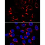 Immunofluorescence - Anti-USO1 Antibody (A87812) - Antibodies.com