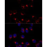 Immunofluorescence - Anti-USO1 Antibody (A87812) - Antibodies.com