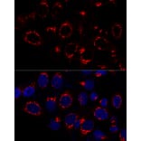 Immunofluorescence - Anti-USO1 Antibody (A87812) - Antibodies.com