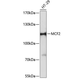 Western Blot - Anti-MCF2 Antibody (A87813) - Antibodies.com