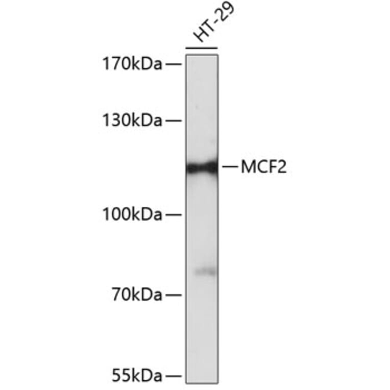 Western Blot - Anti-MCF2 Antibody (A87813) - Antibodies.com