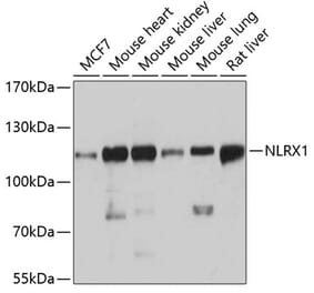 Western Blot - Anti-NLRX1 Antibody (A87814) - Antibodies.com