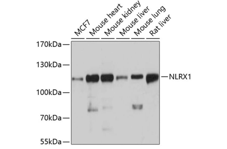 Western Blot - Anti-NLRX1 Antibody (A87814) - Antibodies.com