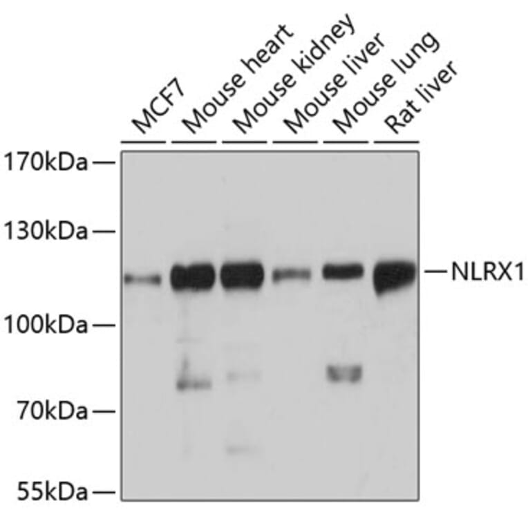 Western Blot - Anti-NLRX1 Antibody (A87814) - Antibodies.com