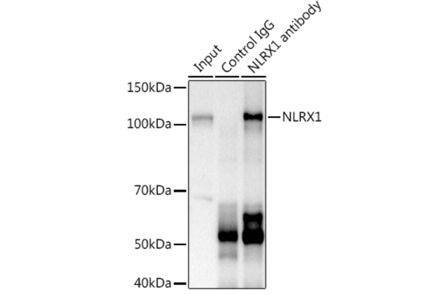 Western Blot - Anti-NLRX1 Antibody (A87814) - Antibodies.com
