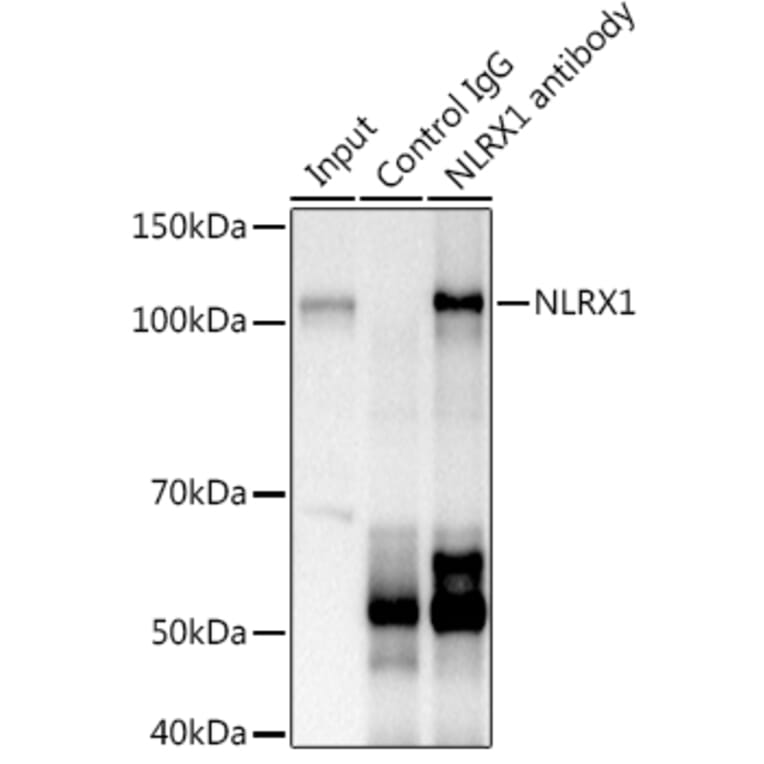 Western Blot - Anti-NLRX1 Antibody (A87814) - Antibodies.com