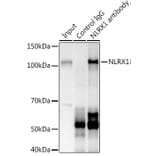 Western Blot - Anti-NLRX1 Antibody (A87814) - Antibodies.com
