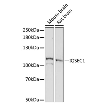 Western Blot - Anti-BRAG2 Antibody (A87815) - Antibodies.com