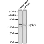 Western Blot - Anti-BRAG2 Antibody (A87815) - Antibodies.com