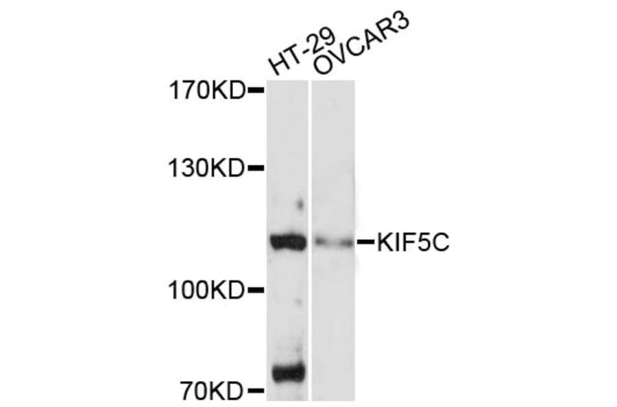 Western Blot - Anti-KIF5C Antibody (A13801) - Antibodies.com