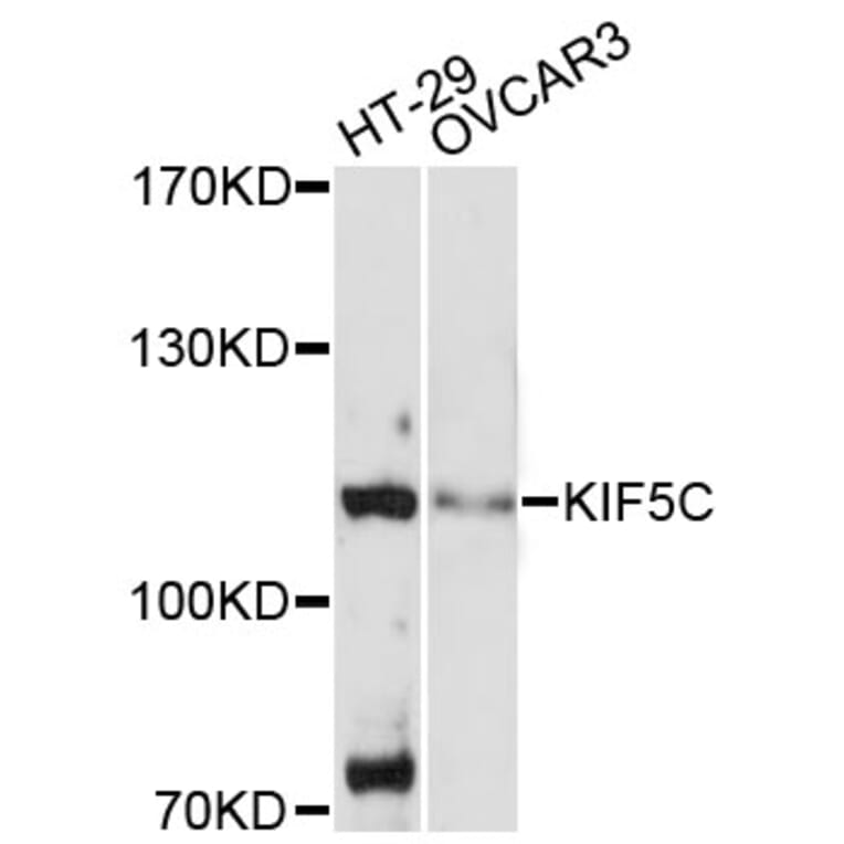 Western Blot - Anti-KIF5C Antibody (A13801) - Antibodies.com
