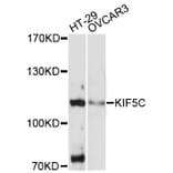 Western Blot - Anti-KIF5C Antibody (A13801) - Antibodies.com