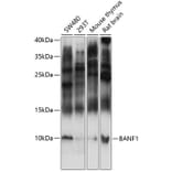 Western Blot - Anti-BANF1/BAF Antibody (A87821) - Antibodies.com