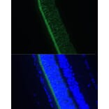 Immunofluorescence - Anti-GNGT1 Antibody (A87822) - Antibodies.com