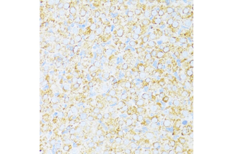Immunohistochemistry - Anti-Cytochrome b-c1 complex subunit 9/UQCR10 Antibody (A87823) - Antibodies.com