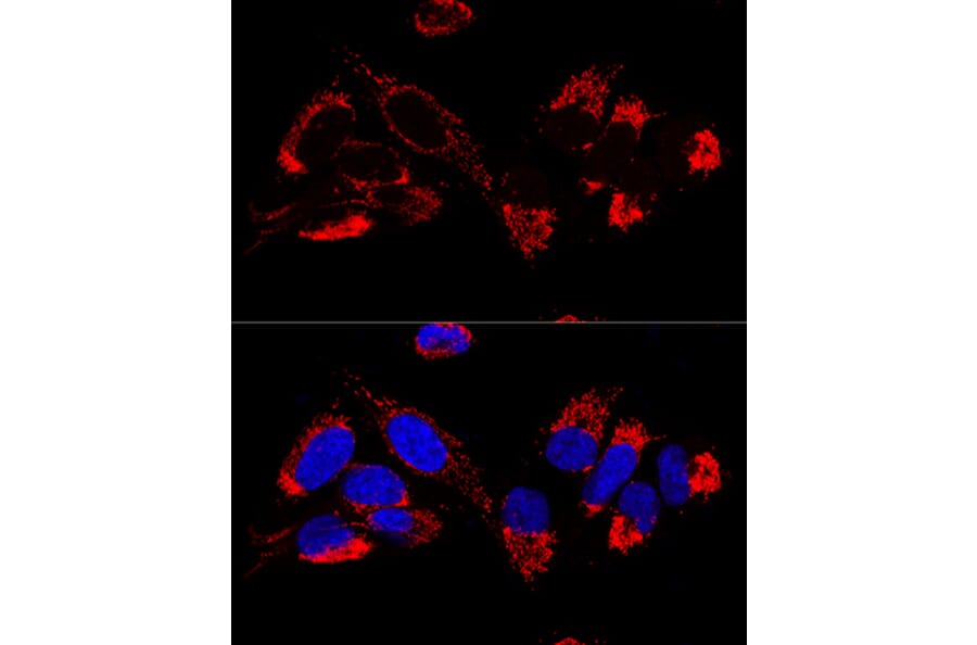 Immunofluorescence - Anti-Cytochrome b-c1 complex subunit 9/UQCR10 Antibody (A87823) - Antibodies.com