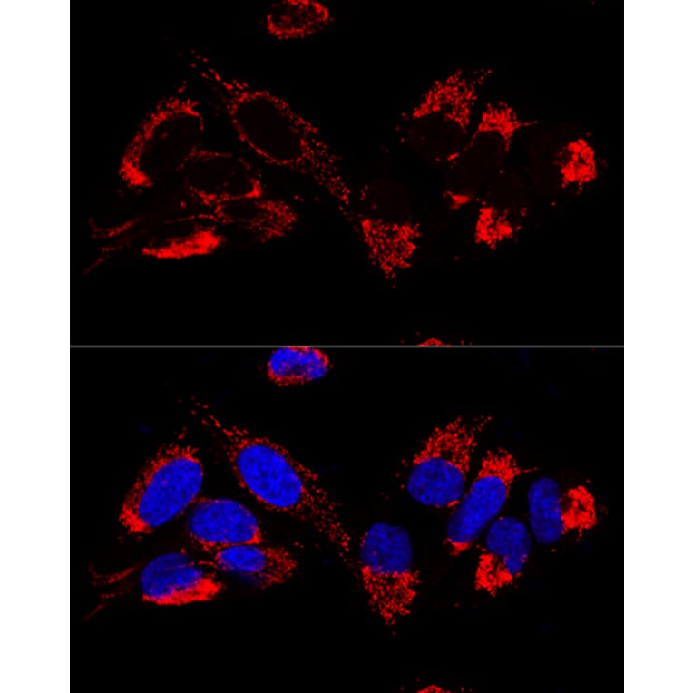 Immunofluorescence - Anti-Cytochrome b-c1 complex subunit 9/UQCR10 Antibody (A87823) - Antibodies.com