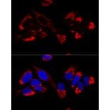 Immunofluorescence - Anti-Cytochrome b-c1 complex subunit 9/UQCR10 Antibody (A87823) - Antibodies.com